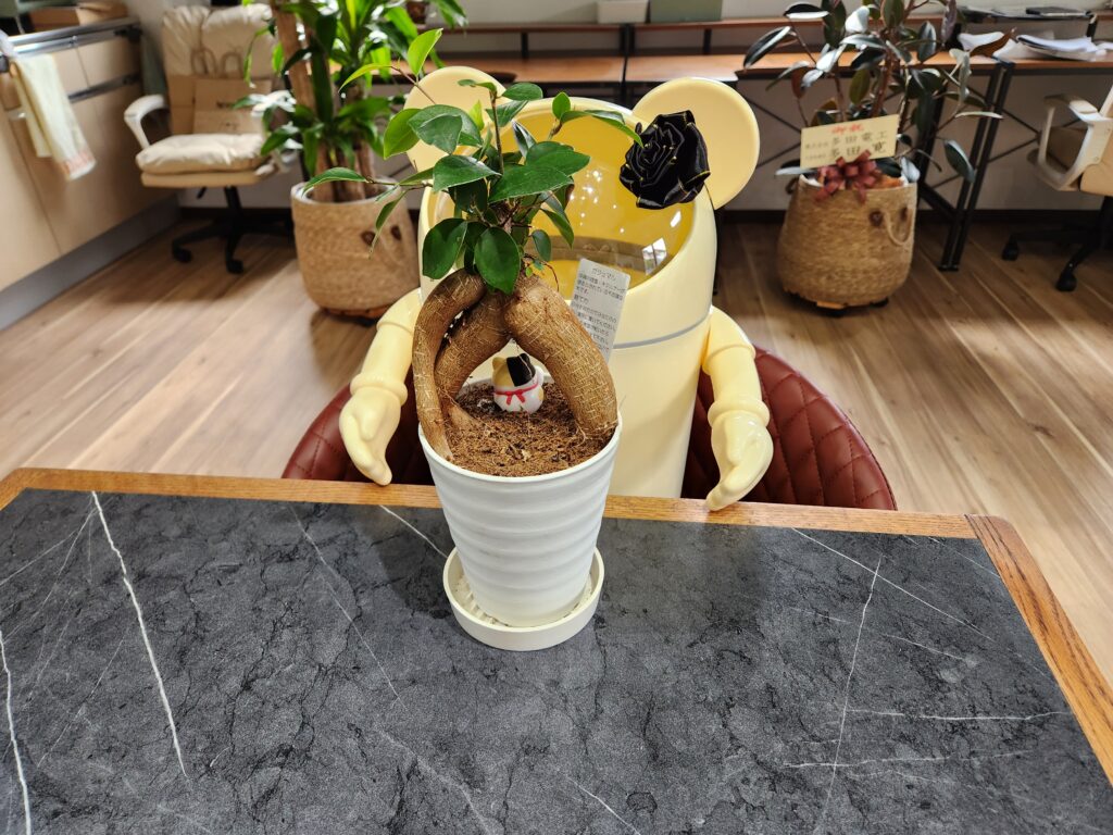 ガジュマルの木